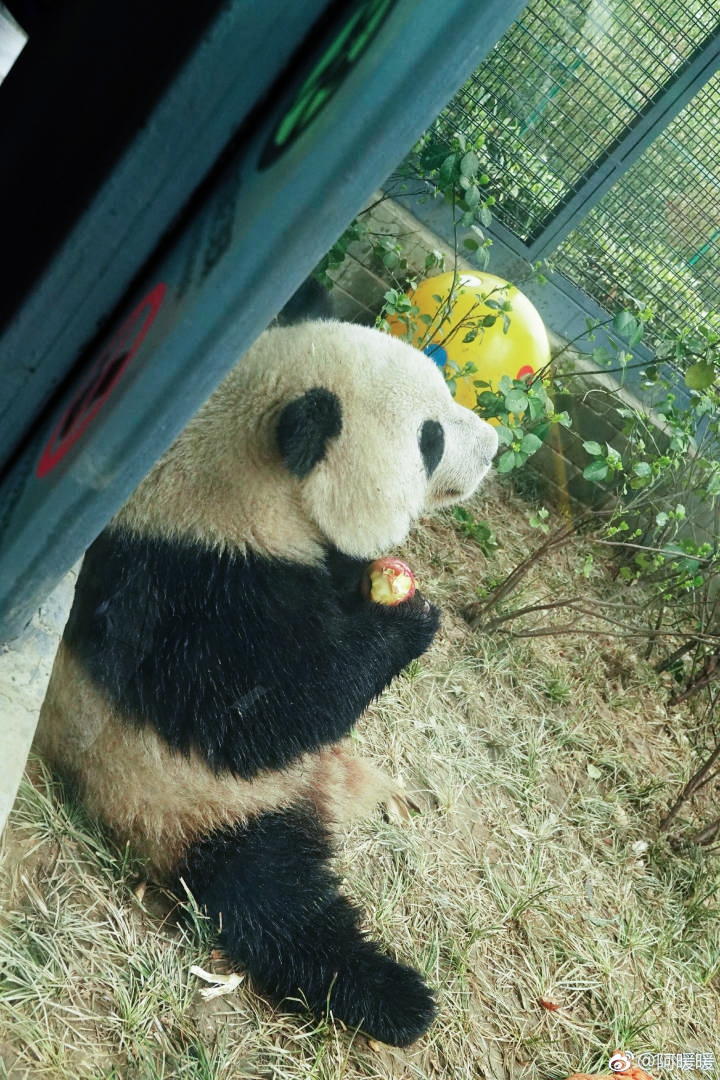 福娃萌兰奥林匹亚小川  抱着心爱的红苹果 王木木0:舍不得吃呀 都要好